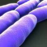 Study: Infectious bacteria hibernate to evade antibiotics — (Details)