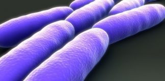 Study: Infectious bacteria hibernate to evade antibiotics — (Details)