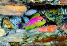 Research: New species of dazzling, neon-colored fish —