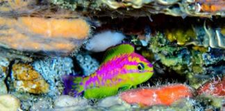 Research: New species of dazzling, neon-colored fish —