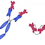 Study: Meds alleviate or even completely eliminate the symptoms of celiac disease — (Details)