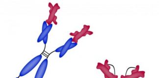 Study: Meds alleviate or even completely eliminate the symptoms of celiac disease — (Details)