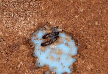 Research: Advanced animal society thrives without males —