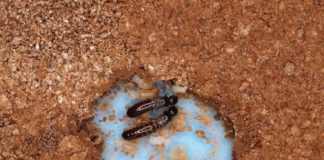 Research: Advanced animal society thrives without males —