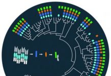 Research: Bacteria’s ‘password’ for sporulation hasn’t changed in 2.7 billion years —