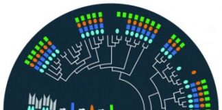 Research: Bacteria’s ‘password’ for sporulation hasn’t changed in 2.7 billion years —