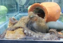 Research: The grim, final days of a mother octopus —