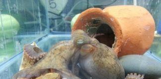 Research: The grim, final days of a mother octopus —