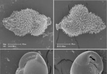 Research: Geologists uncover new data to inform future sea level rise —