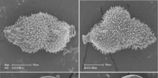 Research: Geologists uncover new data to inform future sea level rise —