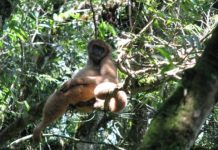 Research: Once majestic Atlantic Forest ’empty’ after 500 years of over-exploitation —