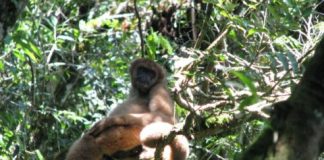 Research: Once majestic Atlantic Forest ’empty’ after 500 years of over-exploitation —