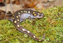 Research: Climate change not main driver of amphibian decline —