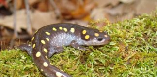 Research: Climate change not main driver of amphibian decline —