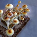 Study: If phase III clinical trials are successful, researchers suggest categorizing the drug as schedule IV — (Details)