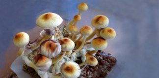 Study: If phase III clinical trials are successful, researchers suggest categorizing the drug as schedule IV — (Details)