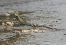 Research: Robots may need lizard-like tails for ‘off-road’ travel —