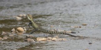 Research: Robots may need lizard-like tails for ‘off-road’ travel —