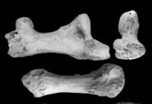 Research: Madagascar’s giant elephant birds receive ‘bone-afide’ rethink —