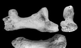 Research: Madagascar’s giant elephant birds receive ‘bone-afide’ rethink —