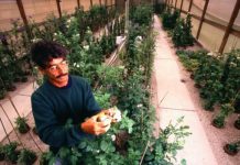 Research: The necessity of finding, conserving crop wild relatives —