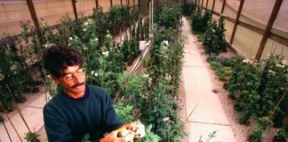 Research: The necessity of finding, conserving crop wild relatives —