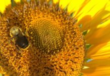 Research: Sunflower pollen has medicinal, protective effects on bees —