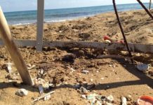 Research: Microplastics found deep in sand where turtles nest —