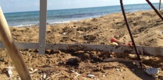 Research: Microplastics found deep in sand where turtles nest —