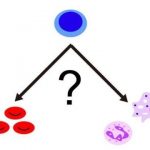 Study: To be or not to be a white blood cell, that is the question — (Details)
