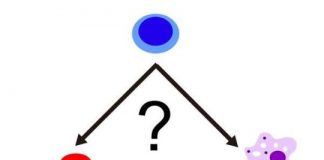 Study: To be or not to be a white blood cell, that is the question — (Details)