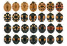Research: A mechanism of color pattern formation in ladybird beetles —