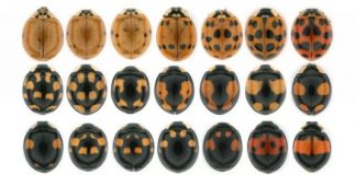 Research: A mechanism of color pattern formation in ladybird beetles —