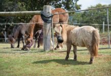 Research: Researchers have found a drug that prevents laminitis in ponies —