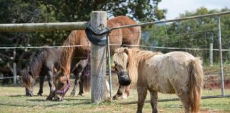 Research: Researchers have found a drug that prevents laminitis in ponies —