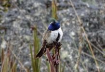 Research: Newly discovered hummingbird species already critically endangered —