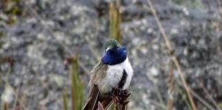 Research: Newly discovered hummingbird species already critically endangered —