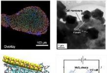 Tech: Molybdenum disulphide sheets used to achieve cell signals two-orders of magnitude higher than previous electrical-based detection methods — (Report)