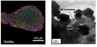 Tech: Molybdenum disulphide sheets used to achieve cell signals two-orders of magnitude higher than previous electrical-based detection methods — (Report)