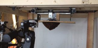 Research: Researchers explore how bees collaborate to stabilize swarm clusters —