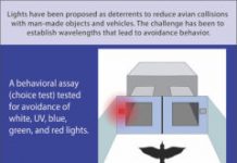 Tech: Red and blue LED lights could be the key to preventing bird strikes — (Report)