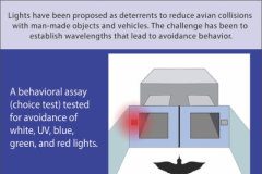 Tech: Red and blue LED lights could be the key to preventing bird strikes — (Report)