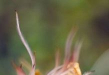 Research: Taller plants moving into Arctic because of climate change —