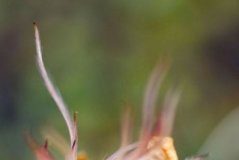 Research: Taller plants moving into Arctic because of climate change —