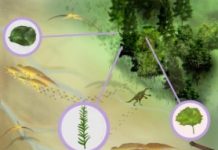 Research: Fossil evidence of large flowering trees in N. America 15 millions years earlier —