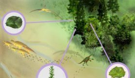 Research: Fossil evidence of large flowering trees in N. America 15 millions years earlier —