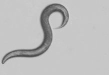 Research: Scientists investigate how DEET confuses countless critters —