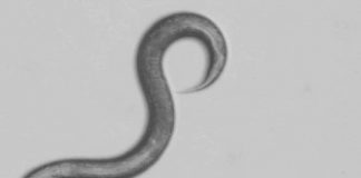 Research: Scientists investigate how DEET confuses countless critters —