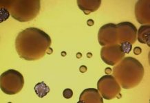 Research: In studies in humans and mice, bacteria confuse the metal gallium for a nutrient, and it works as a Trojan horse to destroy them —