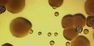 Research: In studies in humans and mice, bacteria confuse the metal gallium for a nutrient, and it works as a Trojan horse to destroy them —